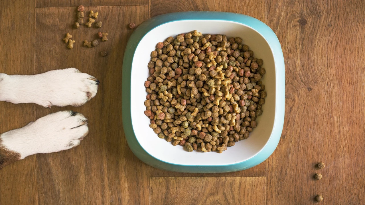 Unbranded mixed dry kibble in a teal-rimmed white bowl on a wood floor, with two white paws beside the bowl