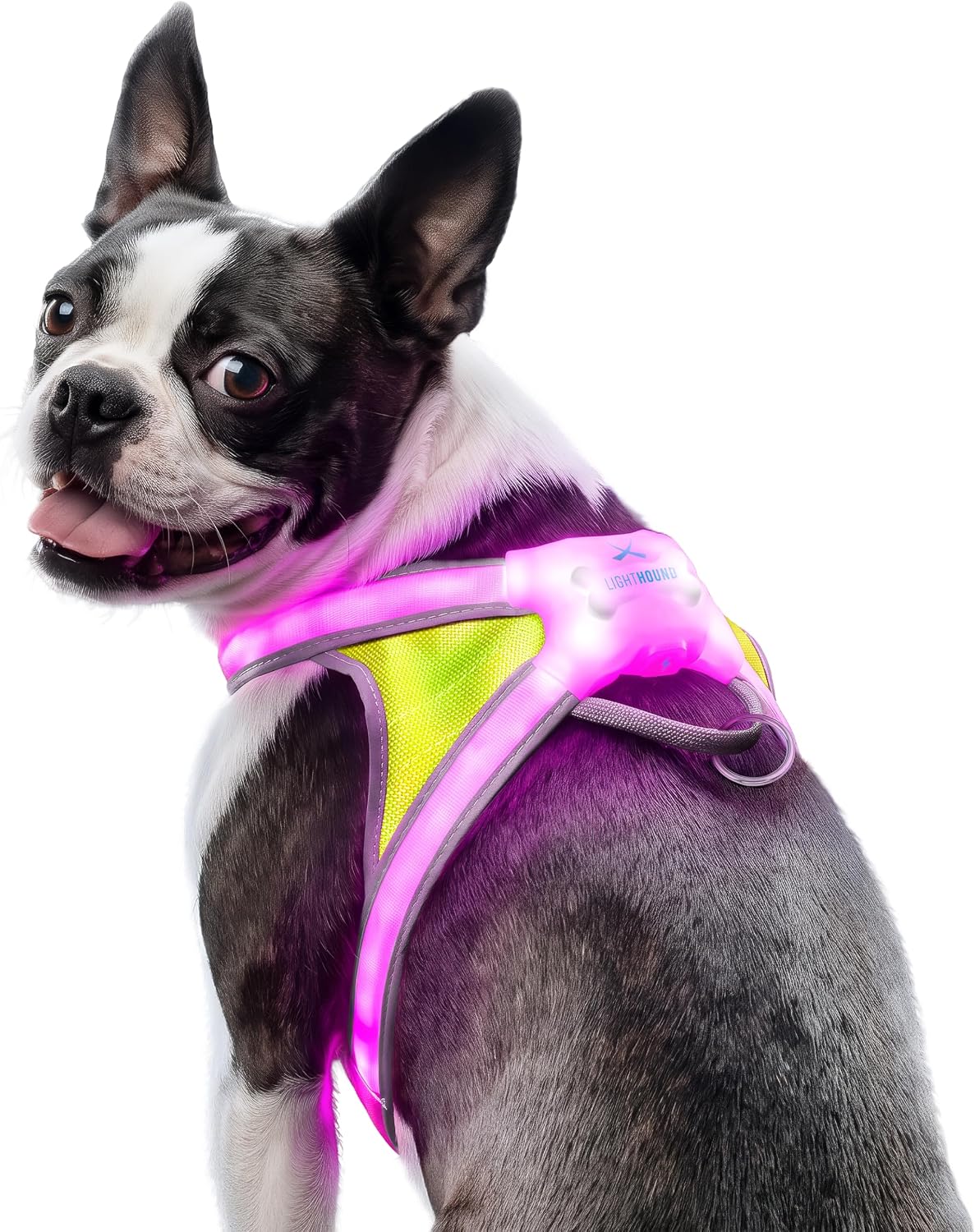 Black-and-white Boston terrier looking back over its shoulder, wearing a harness lit pink with a yellow mesh panel.