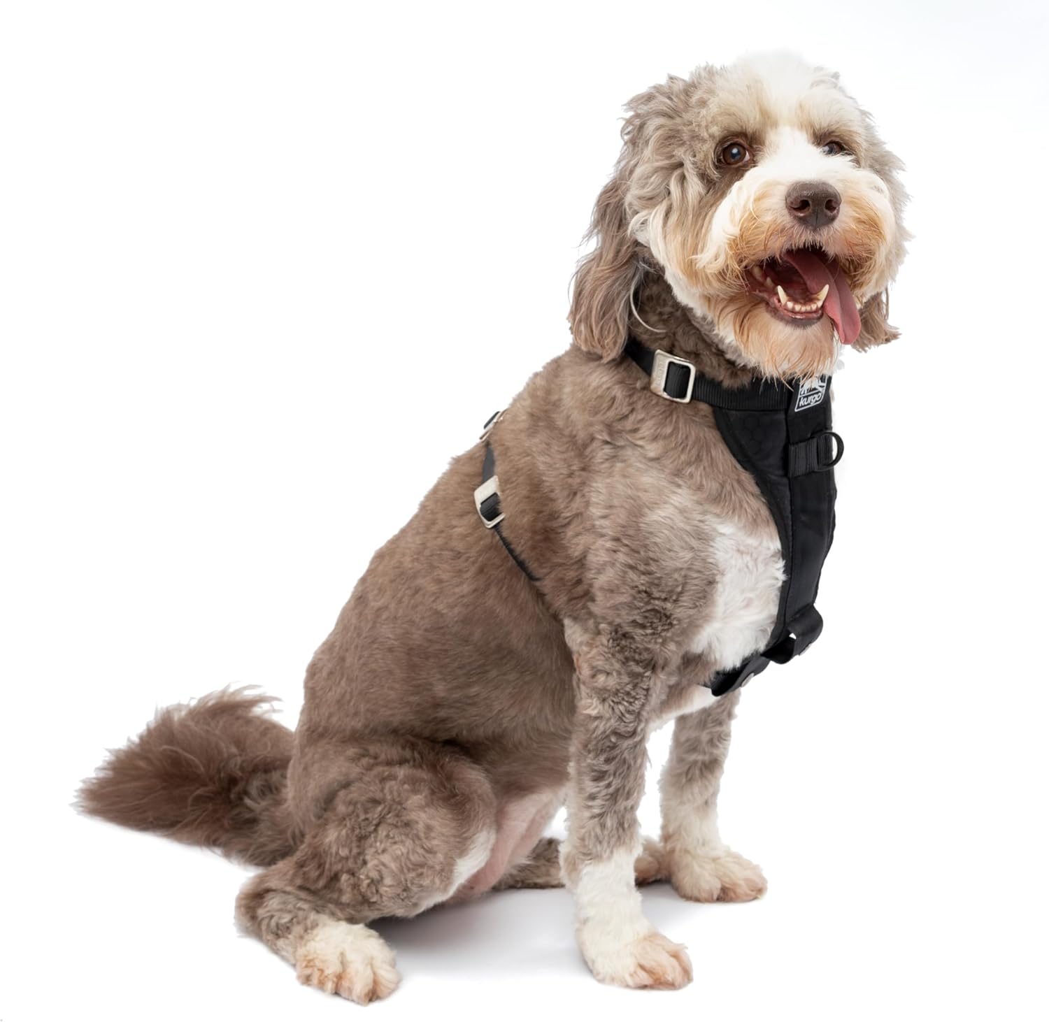 Curly brown-and-white dog sitting on a white background in a black harness with silver buckles and a small chest label, mouth open and tongue out