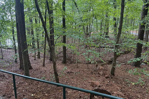 Tall trees beside the walking path at Lake Crabtree County Park