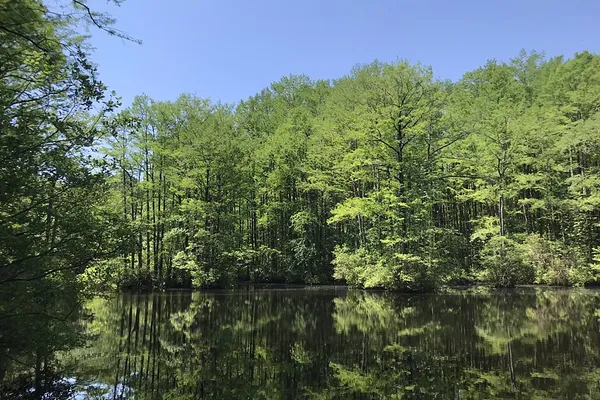 Green trees reflected in the millpond from the observation deck at Robertson Millpond Preserve